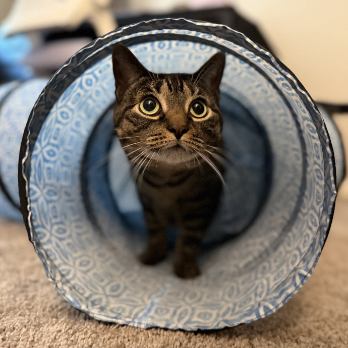 Julie's Purrfessional Cat Care