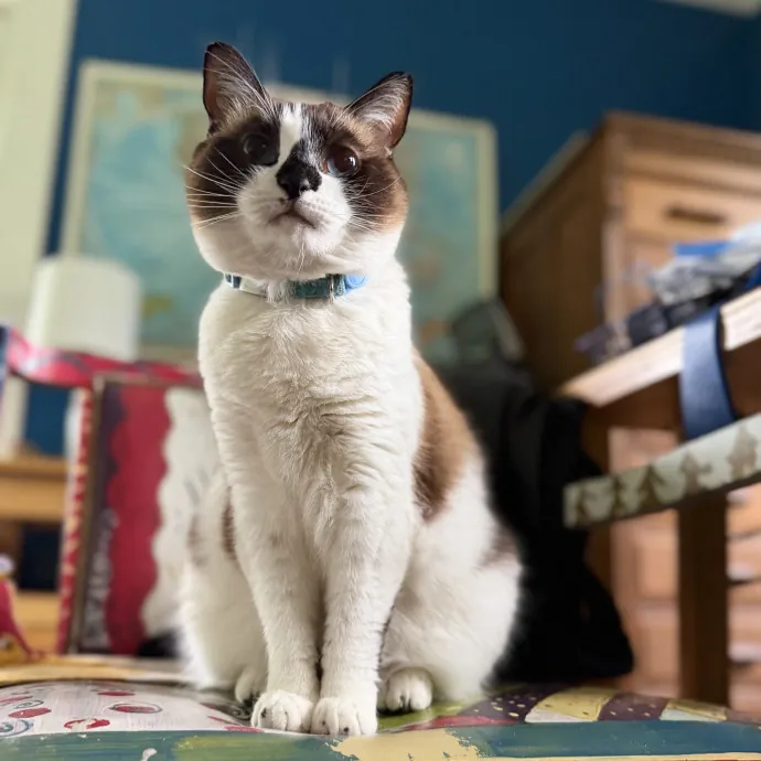 Julie's Purrfessional Cat Care