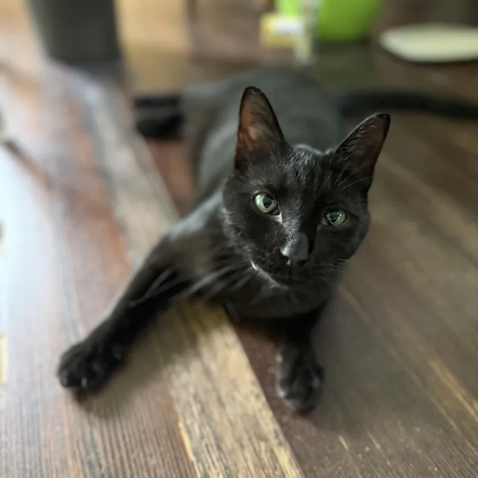 Julie's Purrfessional Cat Care