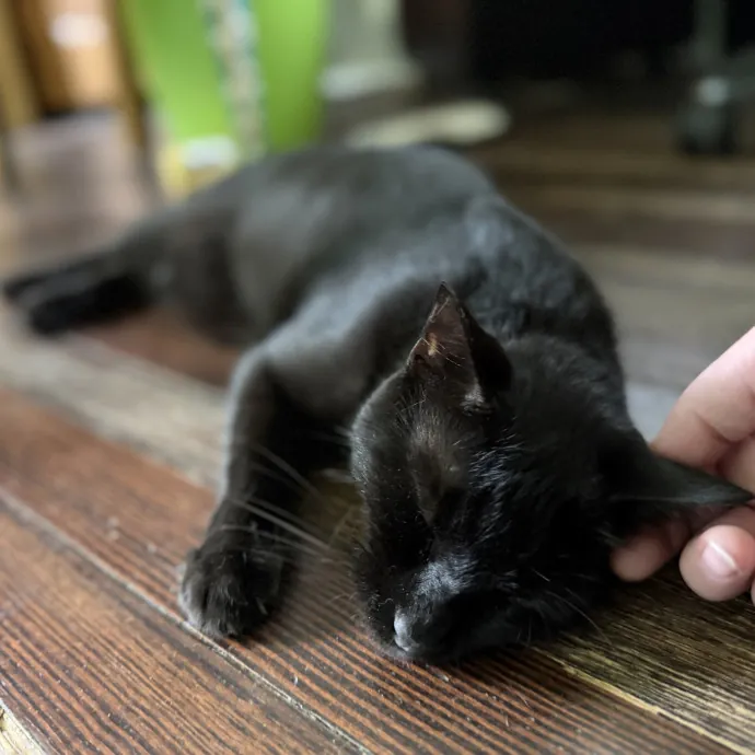 Julie's Purrfessional Cat Care