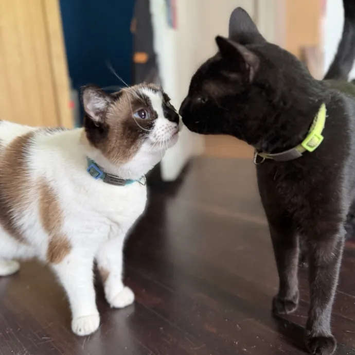 Julie's Purrfessional Cat Care