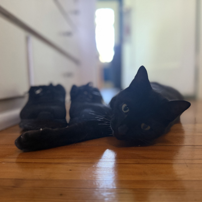 Julie's Purrfessional Cat Care