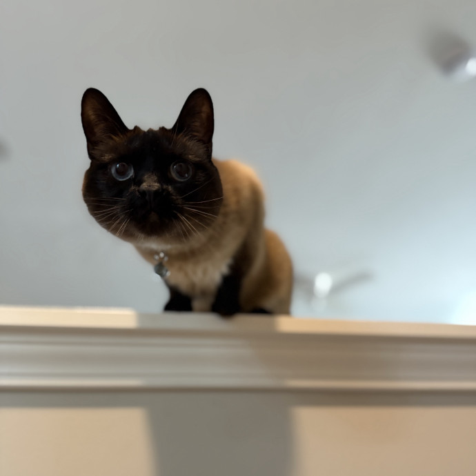 Julie's Purrfessional Cat Care