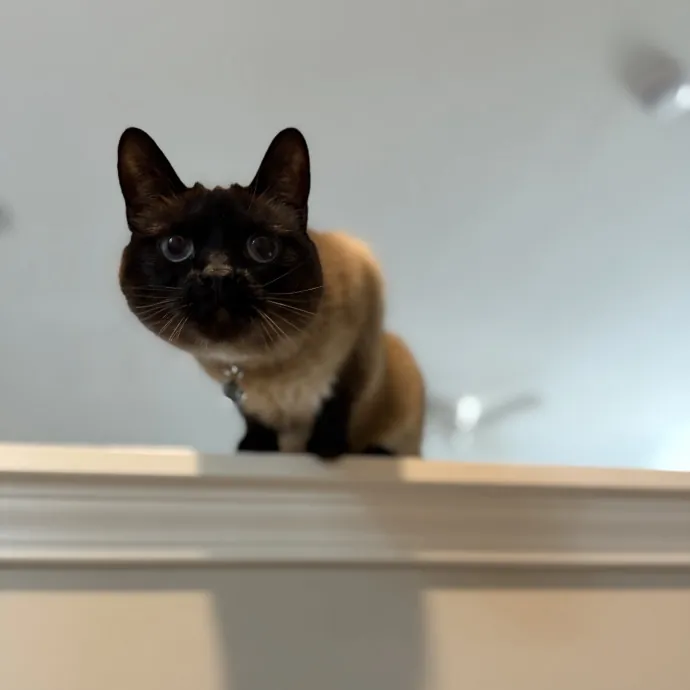 Julie's Purrfessional Cat Care