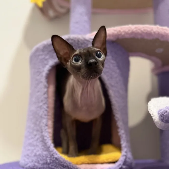 Julie's Purrfessional Cat Care