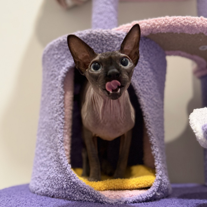 Julie's Purrfessional Cat Care