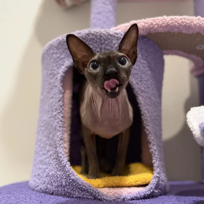 Julie's Purrfessional Cat Care