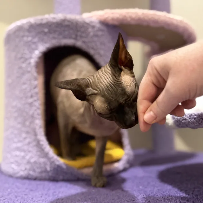 Julie's Purrfessional Cat Care