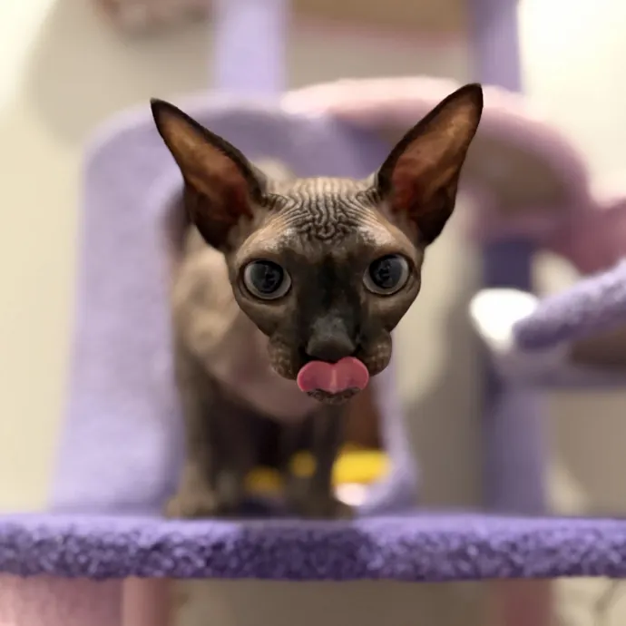 Julie's Purrfessional Cat Care