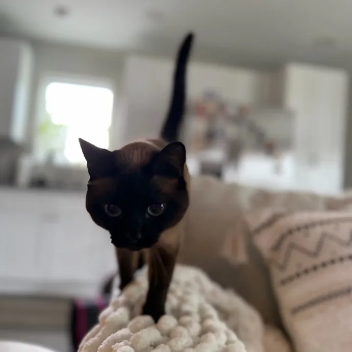 Julie's Purrfessional Cat Care