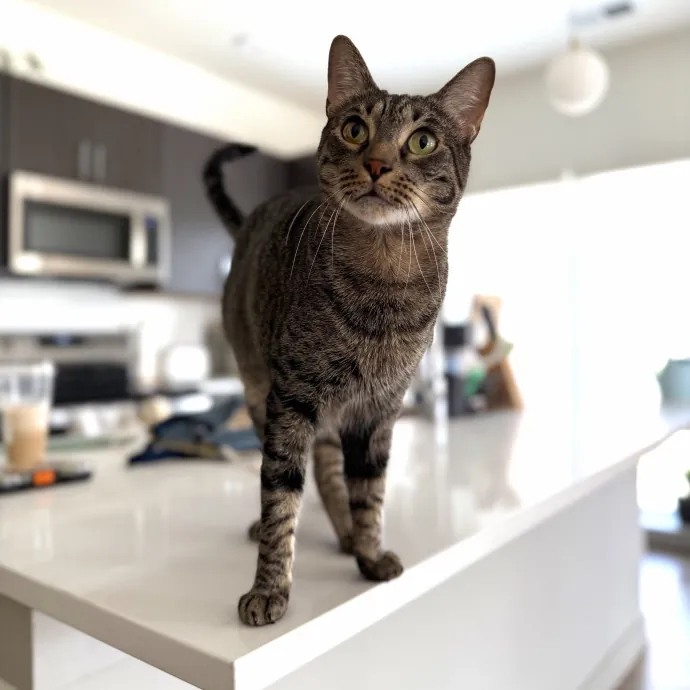 Julie's Purrfessional Cat Care