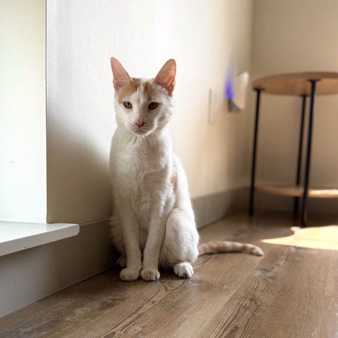 Julie's Purrfessional Cat Care