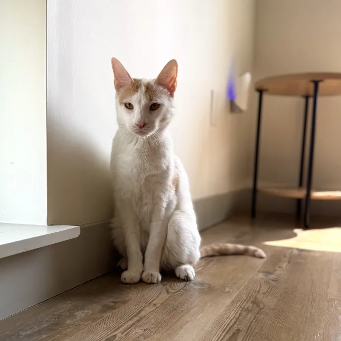 Julie's Purrfessional Cat Care