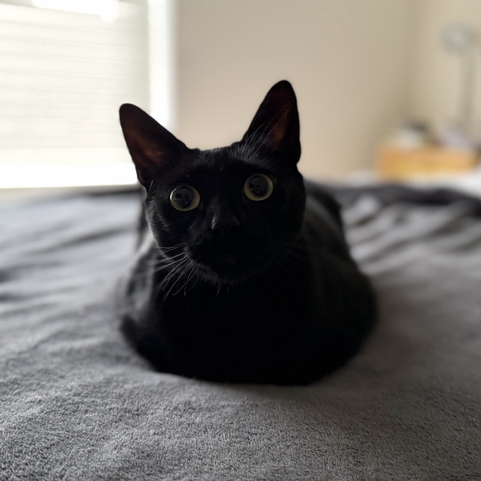 Julie's Purrfessional Cat Care