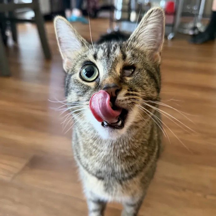 Julie's Purrfessional Cat Care