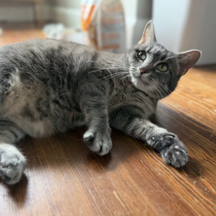 Julie's Purrfessional Cat Care