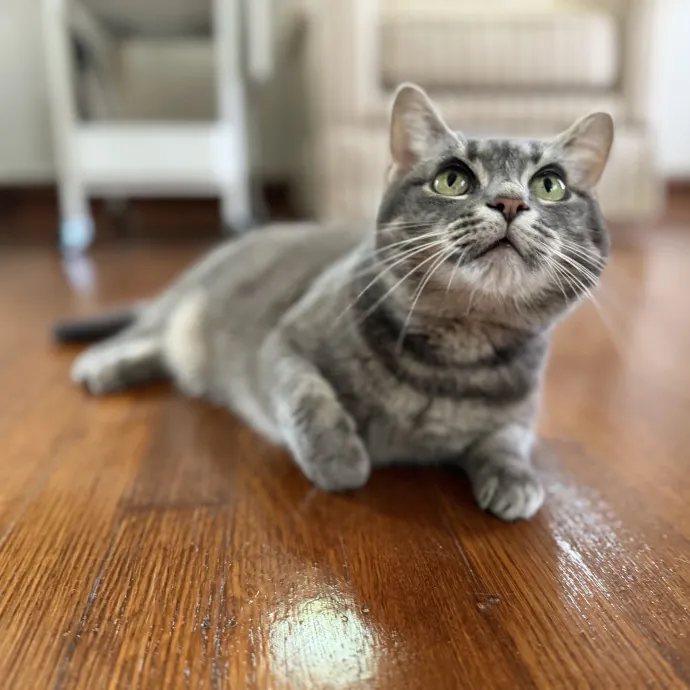 Julie's Purrfessional Cat Care