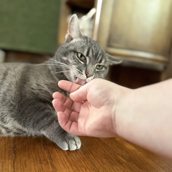 Julie's Purrfessional Cat Care