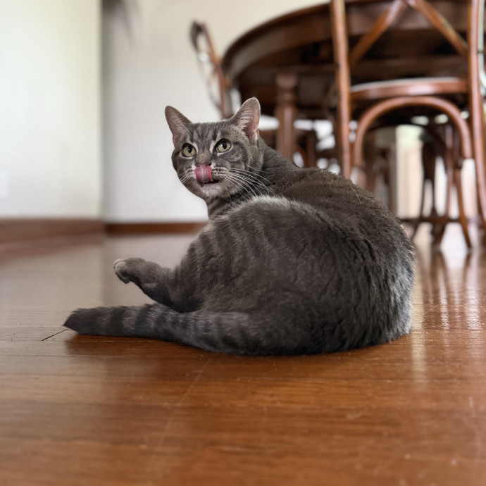 Julie's Purrfessional Cat Care