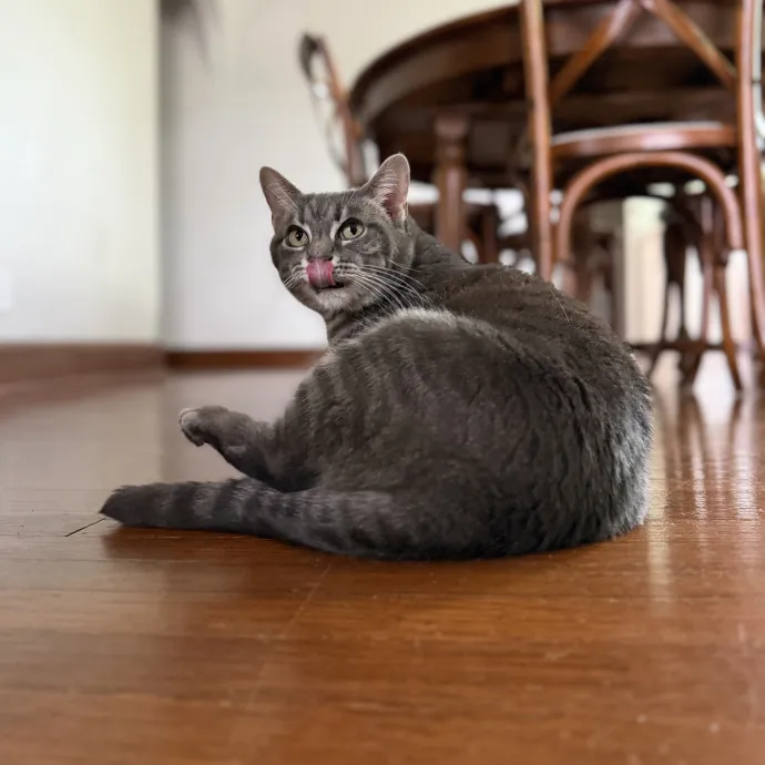 Julie's Purrfessional Cat Care