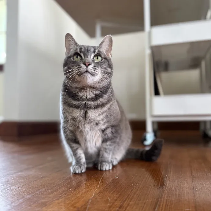 Julie's Purrfessional Cat Care