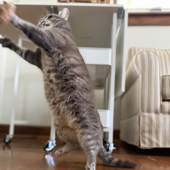 Julie's Purrfessional Cat Care