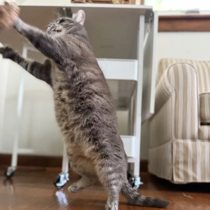 Julie's Purrfessional Cat Care