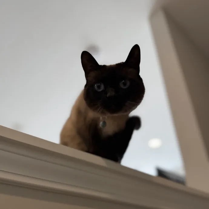 Julie's Purrfessional Cat Care