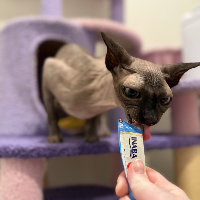 Julie's Purrfessional Cat Care