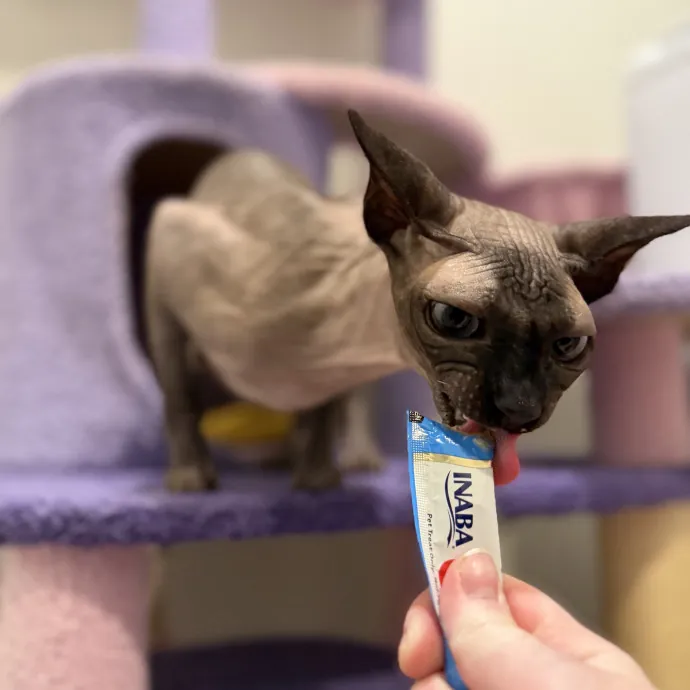 Julie's Purrfessional Cat Care
