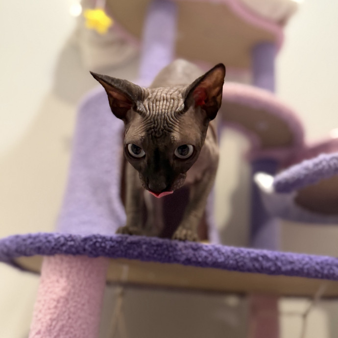Julie's Purrfessional Cat Care