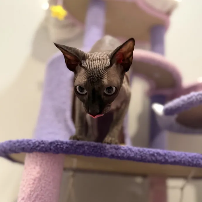 Julie's Purrfessional Cat Care