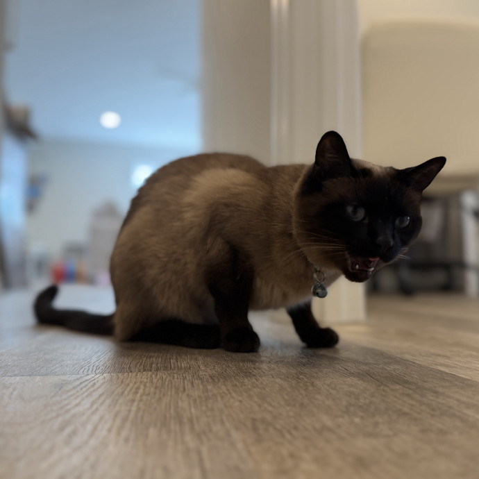 Julie's Purrfessional Cat Care