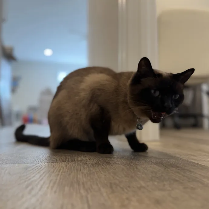 Julie's Purrfessional Cat Care