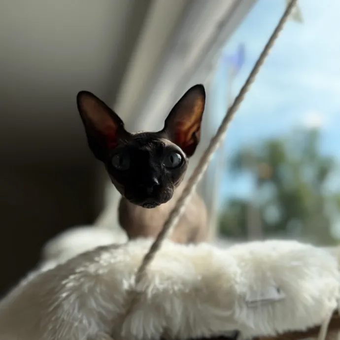 Julie's Purrfessional Cat Care