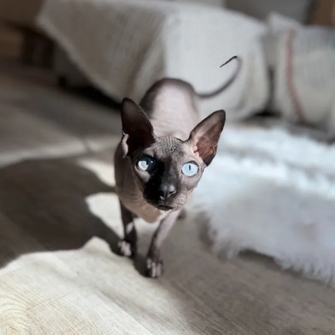 Julie's Purrfessional Cat Care photo 4