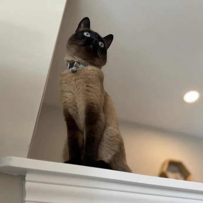Julie's Purrfessional Cat Care photo 2