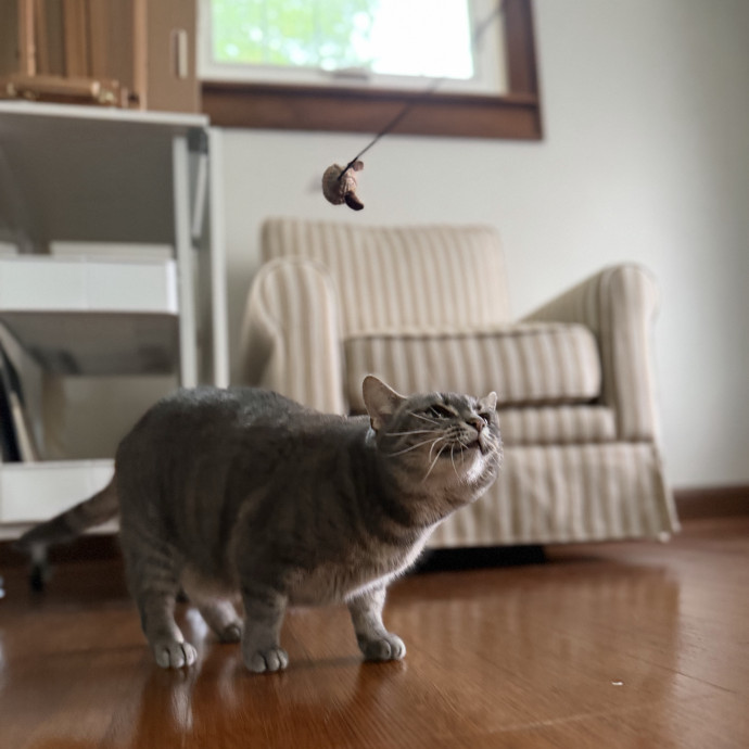 Julie's Purrfessional Cat Care
