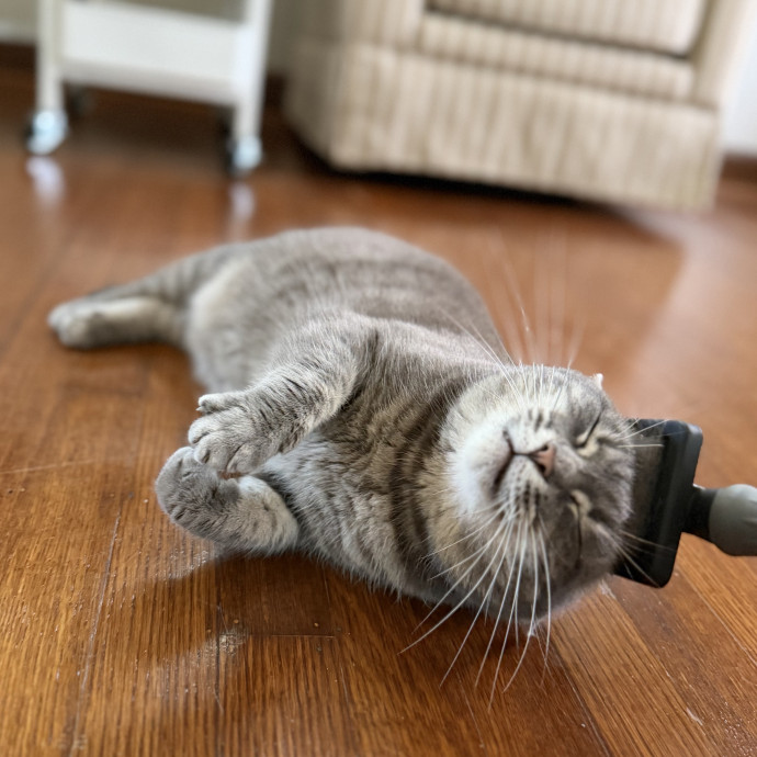 Julie's Purrfessional Cat Care