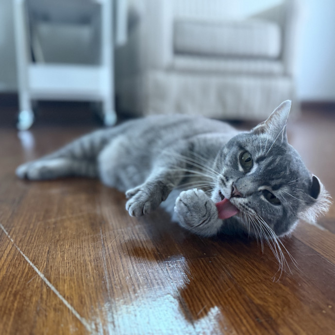 Julie's Purrfessional Cat Care
