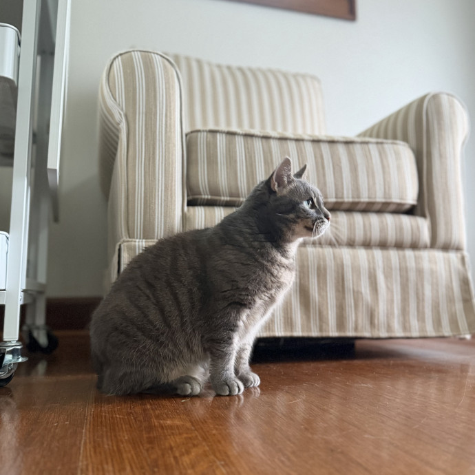 Julie's Purrfessional Cat Care