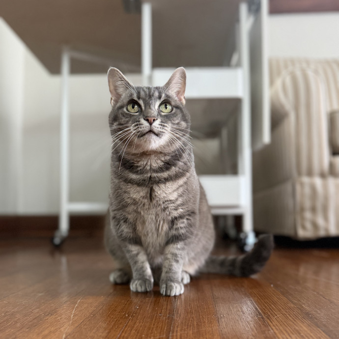 Julie's Purrfessional Cat Care