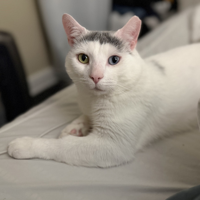 Julie's Purrfessional Cat Care