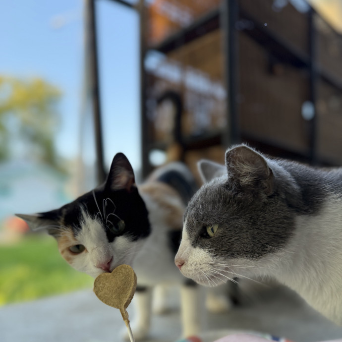 Julie's Purrfessional Cat Care
