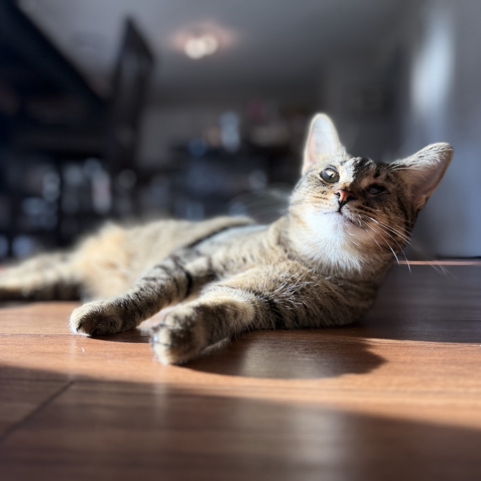 Julie's Purrfessional Cat Care