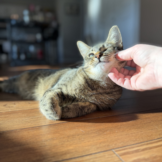 Julie's Purrfessional Cat Care