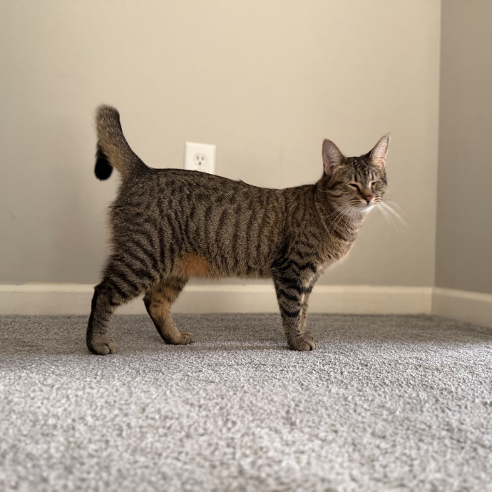 Julie's Purrfessional Cat Care