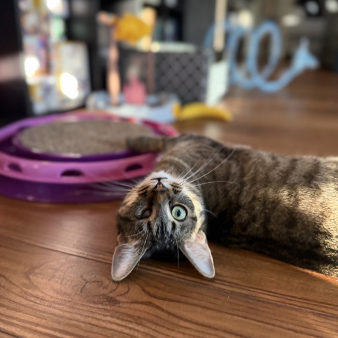 Julie's Purrfessional Cat Care