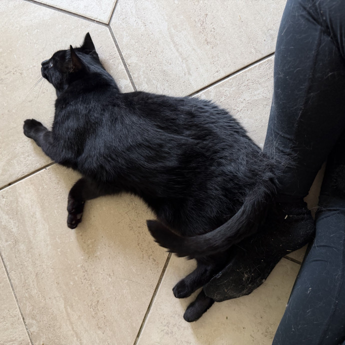 Julie's Purrfessional Cat Care