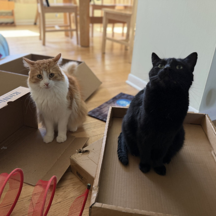 Julie's Purrfessional Cat Care